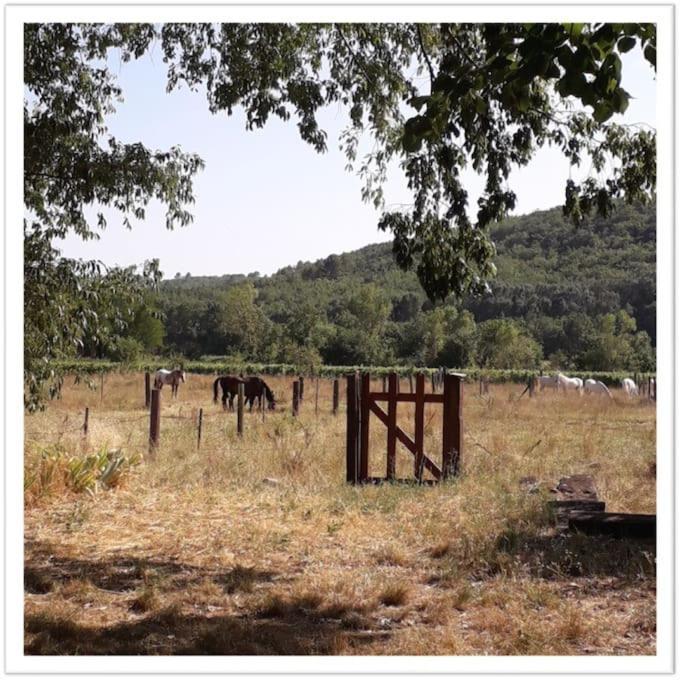 Charming Small House Close To Uzes Foissac  Exteriör bild